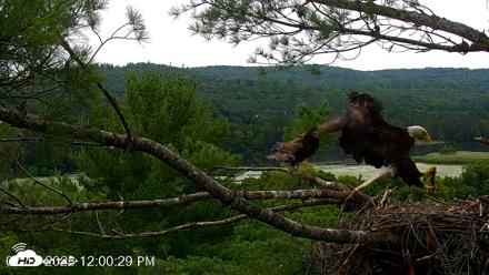 VINS Bald Eagles Nest Live Cams - Jul 18, 2026, 12:11pm EDT