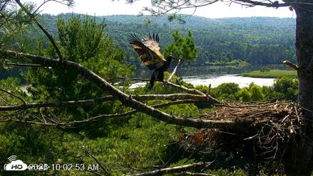 VINS Bald Eagles Nest Live Cams - Jul 25, 2026, 10:06am EDT