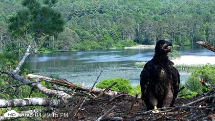 VINS Bald Eagles Nest Live Cams - Jun 11, 2026, 4:30pm EDT