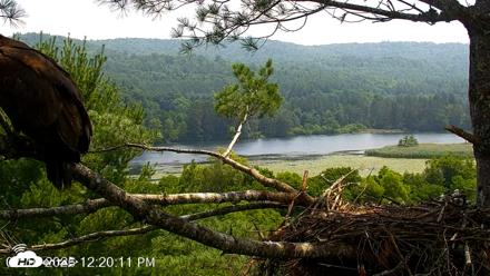 VINS Bald Eagles Nest Live Cams - Jul 16, 2026, 12:21pm EDT