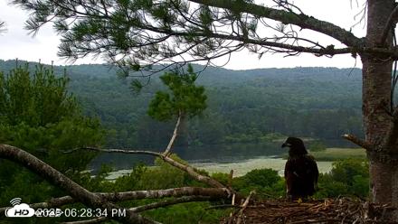 VINS Bald Eagles Nest Live Cams - Jul 21, 2026, 6:29pm EDT