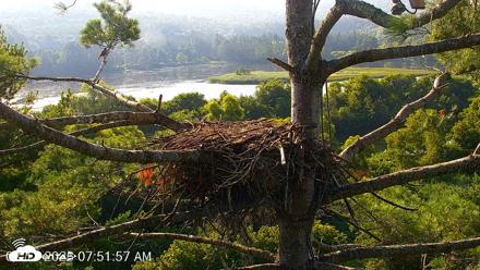 VINS Bald Eagles Nest Live Cams - Aug 11, 2026, 7:53am EDT