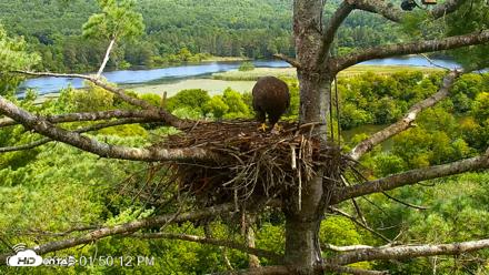 VINS Bald Eagles Nest Live Cams - Aug 19, 2026, 1:51pm EDT