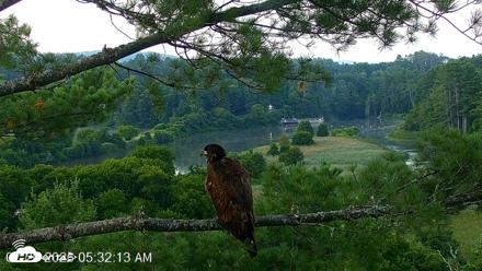 VINS Bald Eagles Nest Live Cams - Jul 26, 2026, 5:33am EDT
