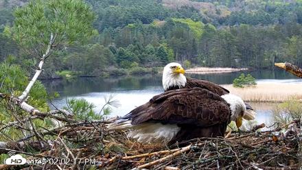 VINS Bald Eagles Nest Live Cams - May 13, 2026, 2:03pm EDT