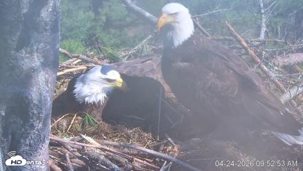 VINS Bald Eagles Nest Live Cams - Apr 24, 2026, 9:53am EDT