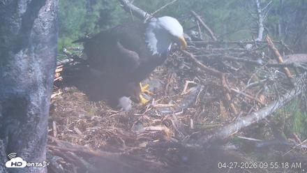 VINS Bald Eagles Nest Live Cams - Apr 27, 2026, 9:56am EDT