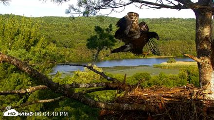 VINS Bald Eagles Nest Live Cams - Jul 17, 2026, 6:05pm EDT