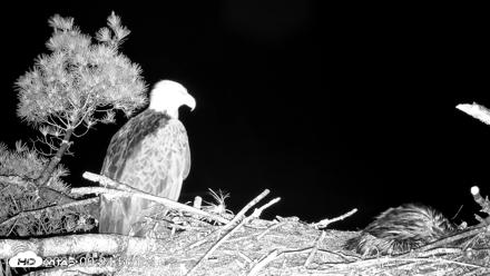 VINS Bald Eagles Nest Live Cams - Jun 10, 2026, 9:26pm EDT