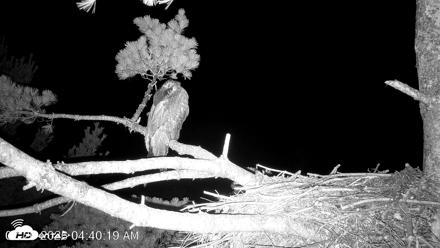 VINS Bald Eagles Nest Live Cams - Jul 26, 2026, 4:40am EDT