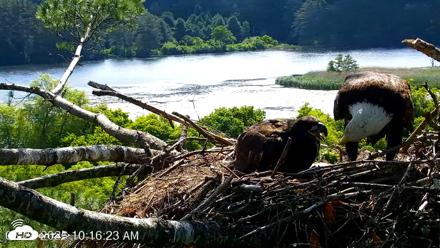 VINS Bald Eagles Nest Live Cams - Jun 24, 2026, 10:16am EDT