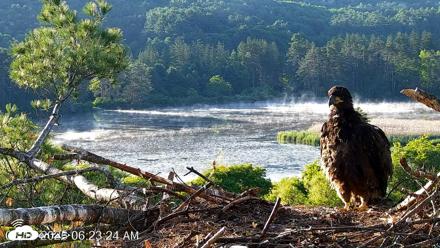 VINS Bald Eagles Nest Live Cams - Jun 16, 2026, 6:24am EDT