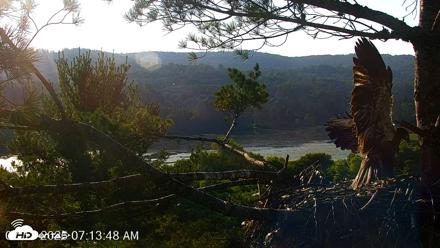 VINS Bald Eagles Nest Live Cams - Jul 13, 2026, 7:14am EDT