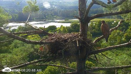 VINS Bald Eagles Nest Live Cams - Aug 13, 2026, 8:21am EDT