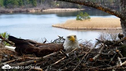 VINS Bald Eagles Nest Live Cams - Apr 12, 2026, 1:02pm EDT