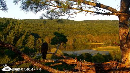 VINS Bald Eagles Nest Live Cams - Jul 20, 2026, 7:41pm EDT