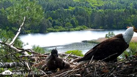 VINS Bald Eagles Nest Live Cams - May 27, 2026, 11:14am EDT
