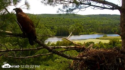 VINS Bald Eagles Nest Live Cams - Jul 17, 2026, 12:10pm EDT