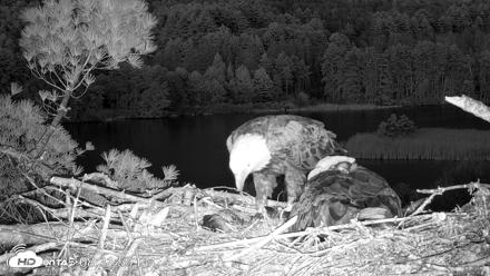 VINS Bald Eagles Nest Live Cams - May 11, 2026, 8:32pm EDT
