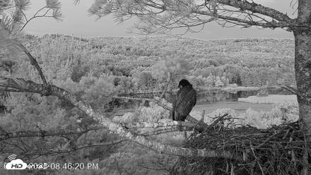 VINS Bald Eagles Nest Live Cams - Jul 12, 2026, 8:47pm EDT