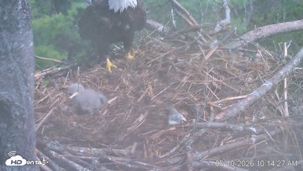 VINS Bald Eagles Nest Live Cams - May 10, 2026, 10:15am EDT
