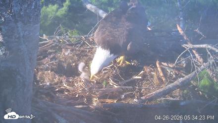 VINS Bald Eagles Nest Live Cams - Apr 26, 2026, 5:35pm EDT