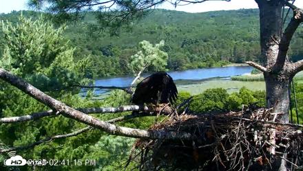 VINS Bald Eagles Nest Live Cams - Jul 17, 2026, 2:42pm EDT