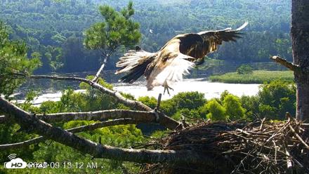 VINS Bald Eagles Nest Live Cams - Jul 24, 2026, 9:13am EDT