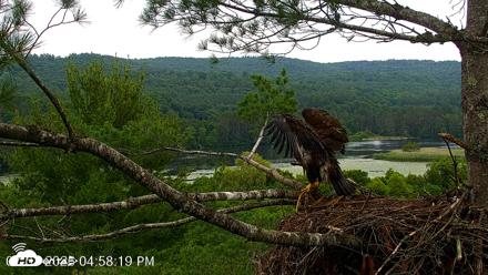 VINS Bald Eagles Nest Live Cams - Jul 7, 2026, 4:59pm EDT