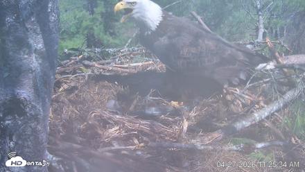 VINS Bald Eagles Nest Live Cams - Apr 27, 2026, 11:26am EDT