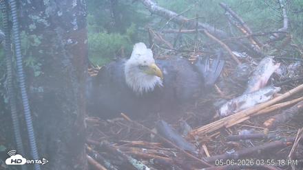 VINS Bald Eagles Nest Live Cams - May 6, 2026, 3:56pm EDT