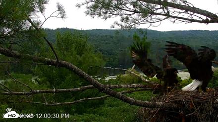 VINS Bald Eagles Nest Live Cams - Jul 18, 2026, 12:11pm EDT