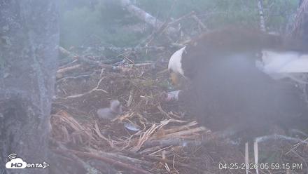 VINS Bald Eagles Nest Live Cams - Apr 25, 2026, 6:00pm EDT