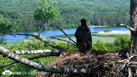 VINS Bald Eagles Nest Live Cams - Jul 2, 2026, 3:38pm EDT