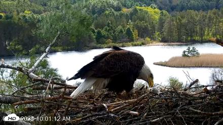 VINS Bald Eagles Nest Live Cams - May 8, 2026, 10:02am EDT