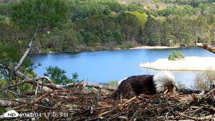 VINS Bald Eagles Nest Live Cams - May 8, 2026, 4:18pm EDT