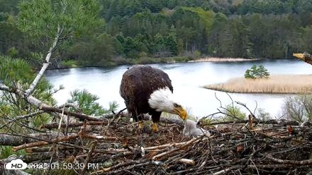 VINS Bald Eagles Nest Live Cams - May 8, 2026, 2:00pm EDT
