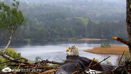 VINS Bald Eagles Nest Live Cams - May 6, 2026, 3:02pm EDT