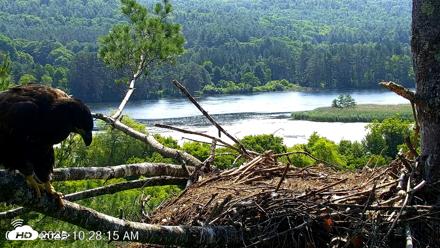 VINS Bald Eagles Nest Live Cams - Jul 3, 2026, 10:29am EDT