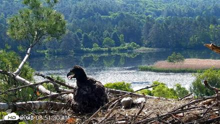 VINS Bald Eagles Nest Live Cams - Jun 5, 2026, 8:52am EDT