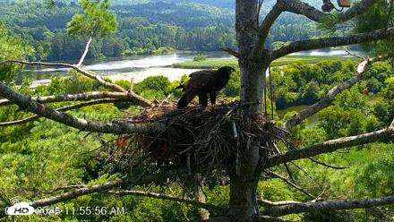 VINS Bald Eagles Nest Live Cams - Aug 7, 2026, 11:56am EDT