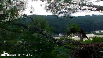 VINS Bald Eagles Nest Live Cams - Jul 19, 2026, 8:58am EDT