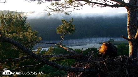 VINS Bald Eagles Nest Live Cams - Jul 17, 2026, 5:58am EDT