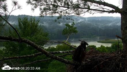 VINS Bald Eagles Nest Live Cams - Jul 7, 2026, 8:21am EDT