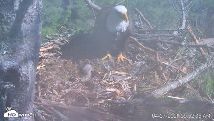 VINS Bald Eagles Nest Live Cams - Apr 27, 2026, 9:53am EDT