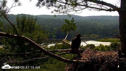 VINS Bald Eagles Nest Live Cams - Jul 8, 2026, 9:47am EDT