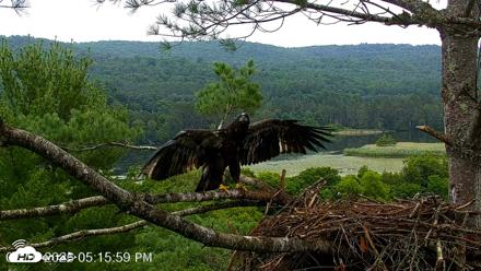VINS Bald Eagles Nest Live Cams - Jul 16, 2026, 5:17pm EDT