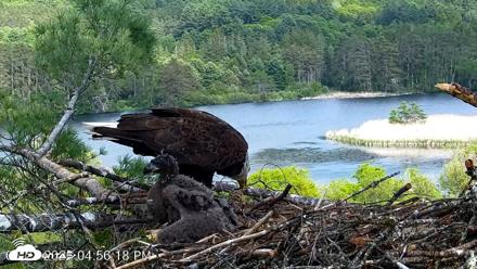 VINS Bald Eagles Nest Live Cams - May 27, 2026, 4:57pm EDT