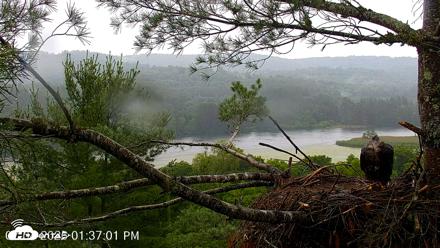 VINS Bald Eagles Nest Live Cams - Jul 4, 2026, 1:37pm EDT