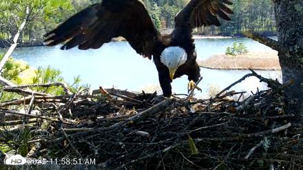 VINS Bald Eagles Nest Live Cams - May 1, 2026, 11:59am EDT